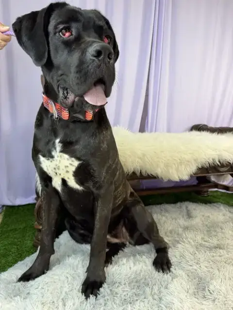 Toodles