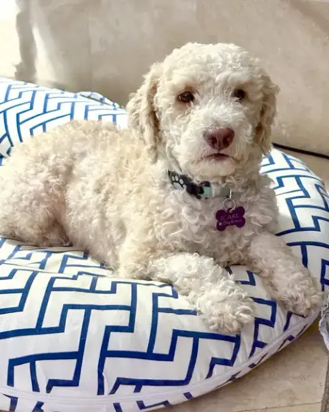 Oliver photo 4