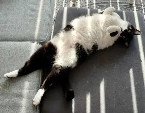 Mr. Kiki photo 4