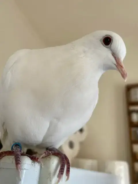 Melvin W/Tiki photo 4