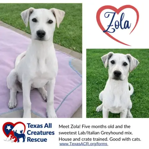 Zola