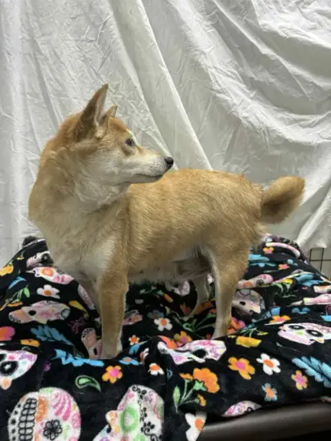 Nakita photo 3