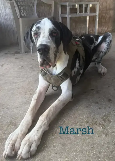 Marshmellow photo 2
