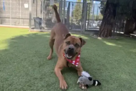 Zeus
