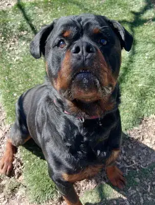 Enzo photo 4
