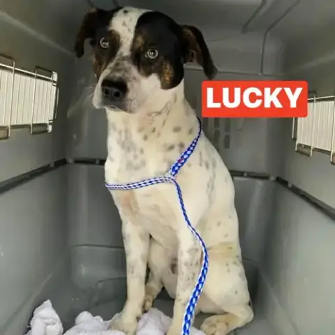 Lucky photo 3