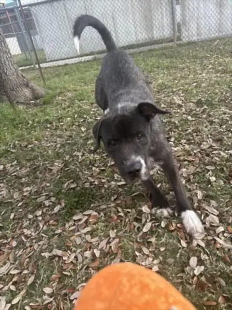 Tator Tot