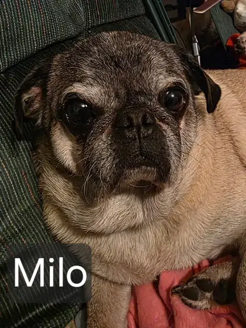 Milo