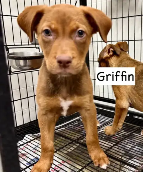 Griffin photo 5