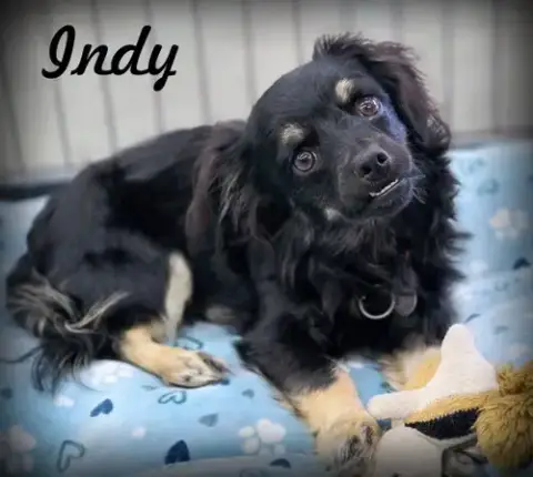 Indy