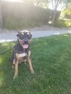 Tyson photo 2