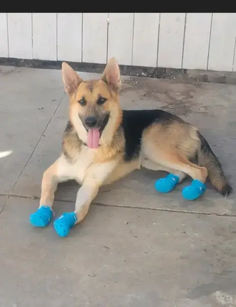 Niko photo 4