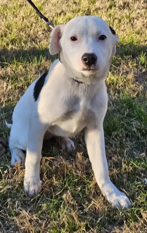 Piper photo 1