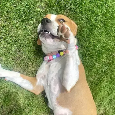 Millie photo 4