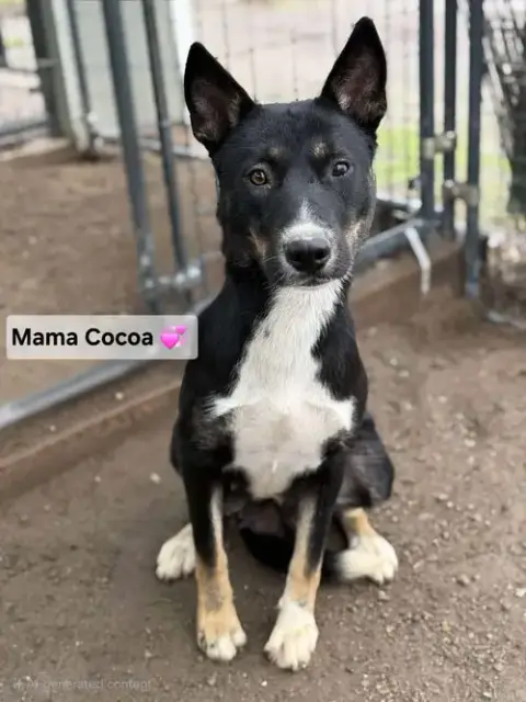 Cocoa photo 5