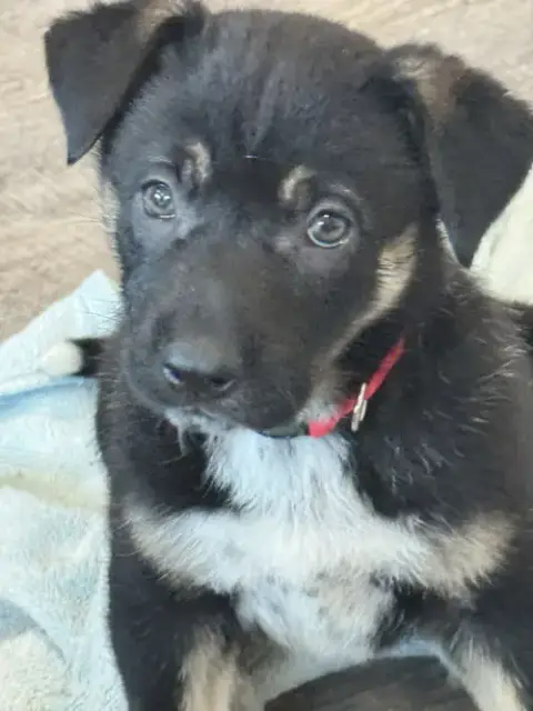Rosie'S Puppy Meadow photo 3