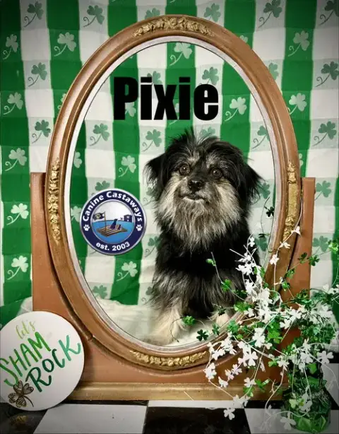 Pixie photo 2