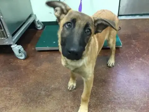 Duke