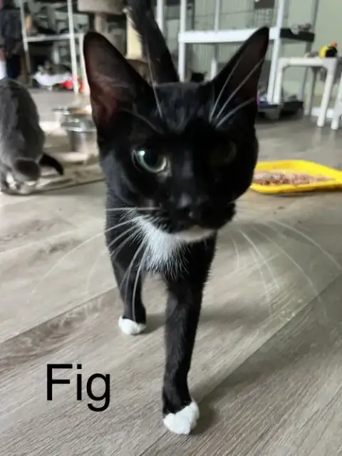 Fig photo 3