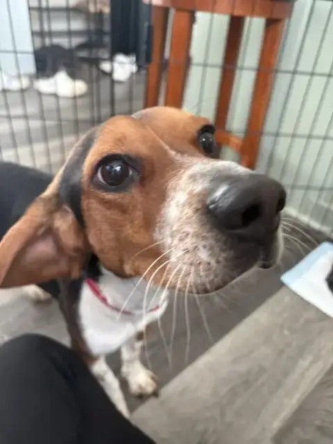 Rocky Beagle photo 3