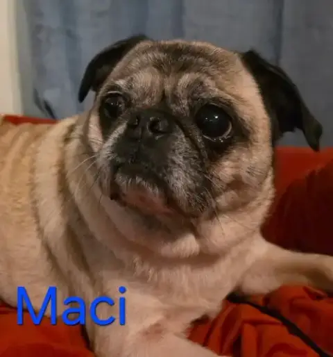 Maci