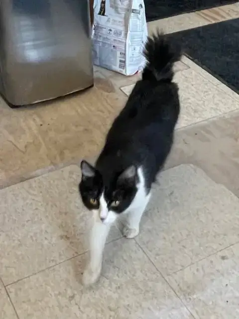 Bunny photo 4
