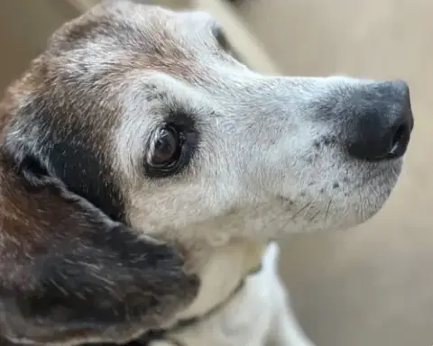 Banjo Ii photo 5