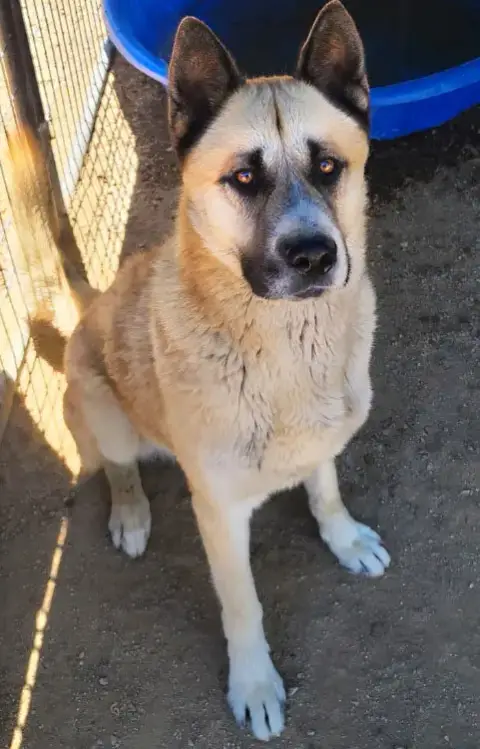 Dax
