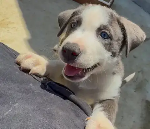 Marilynn'S Puppy Major
