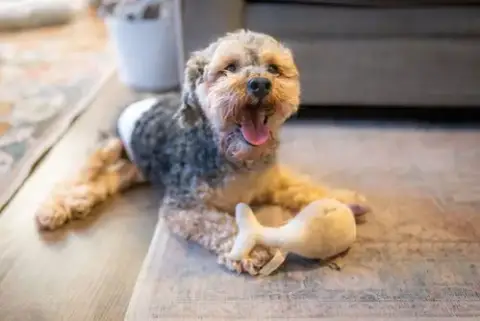 Bentley photo 3