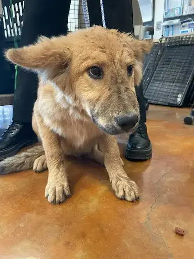 *Scout