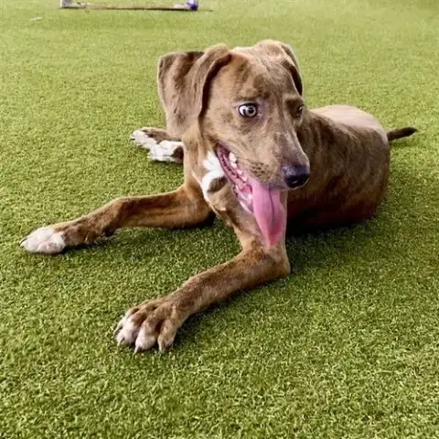 Dora Bella