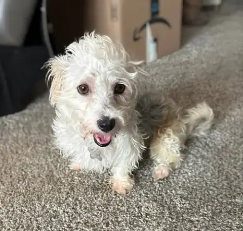 Gus