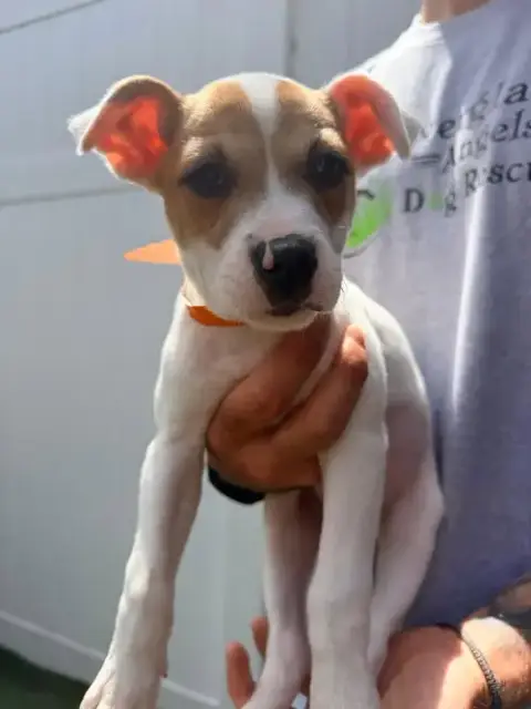 Capucine Pup photo 2