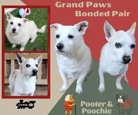 Pooter And Poochie