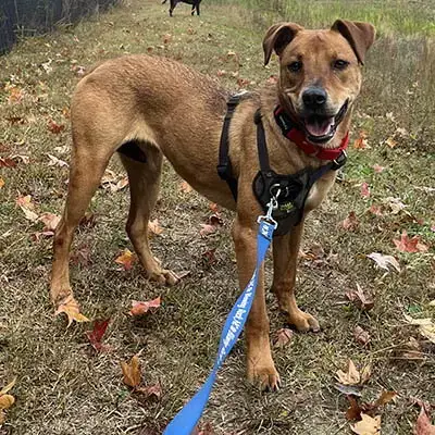 Bailey 2 photo 3