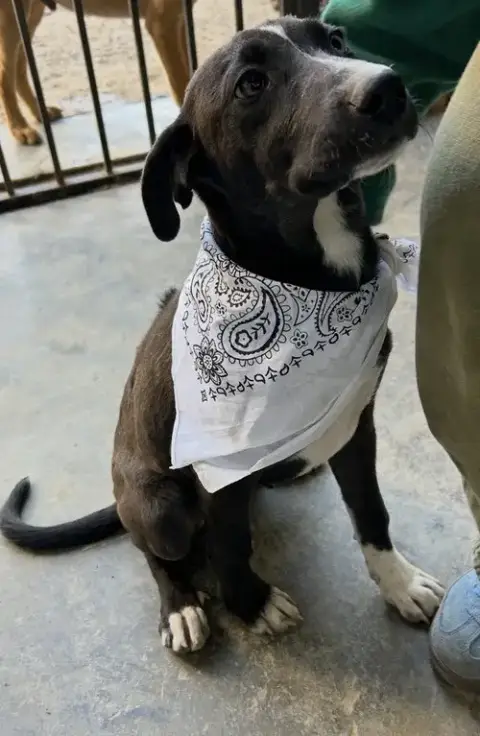 Jett