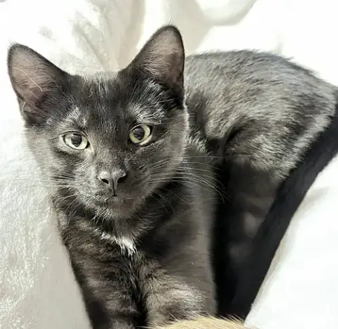 Smudge photo 3
