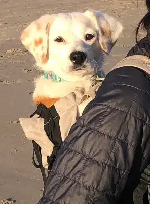 Bippity Boppity Boop photo 4