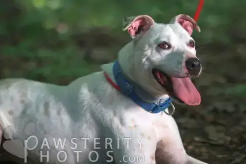 Petey Ward Steele photo 5