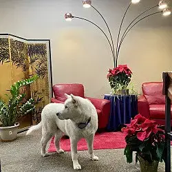 Koda photo 4