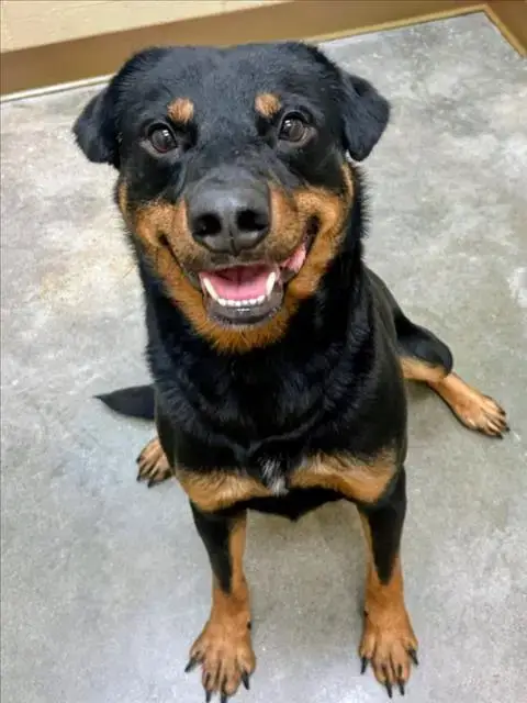 Fang