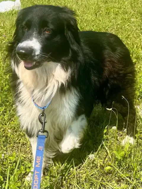 Snickers photo 3