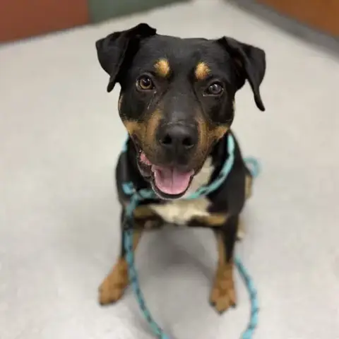 Bruno
