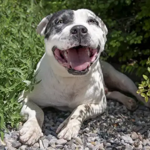 Outrageous Mr Onks ~ American Bully photo 2