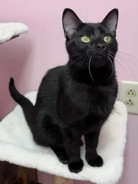 Chupacabra photo 2