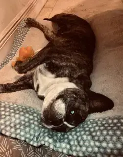 Oli Purebred Female French Bulldog photo 3