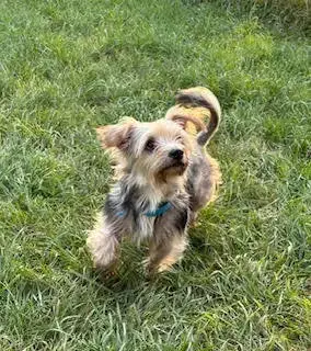 Scruffy photo 3