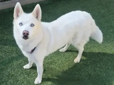 Kahleesi