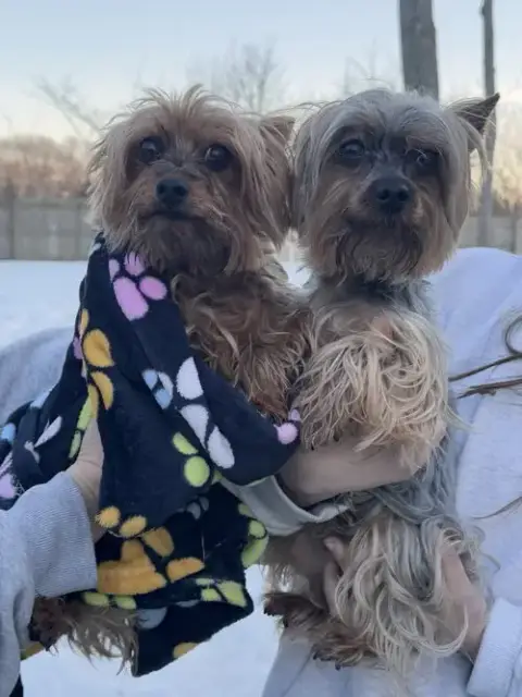 Zeke & Zulu photo 3